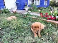 Chief, a male Golden Retriever for sale in Grand Island, NE – 2 of 4