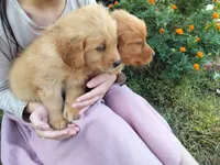 Chief, a male Golden Retriever for sale in Grand Island, NE – 3 of 4