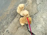 Captain , a male Golden Retriever for sale in Beaver City, NE – 8 of 9