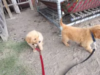 Captain , a male Golden Retriever for sale in Beaver City, NE – 5 of 9