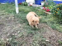 Captain , a male Golden Retriever for sale in Grand Island, NE – 2 of 3