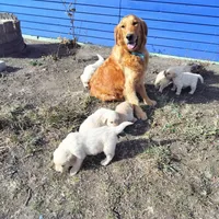 Blitz, a male Golden Retriever and English Cream Golden Retriever for sale in Grand Island, NE – Photo 8 of 9