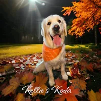 Blitz, a male Golden Retriever for sale in Beaver City, NE – Photo 9 of 9