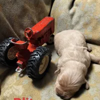 Blitz, a male Golden Retriever and English Cream Golden Retriever for sale in Grand Island, NE – Photo 2 of 9