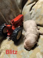 Blitz, a male Golden Retriever for sale in Beaver City, NE – Photo 2 of 9