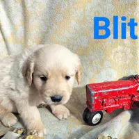 Blitz, a male Golden Retriever and English Cream Golden Retriever for sale in Grand Island, NE – Photo 1 of 9