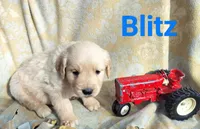 Blitz, a male Golden Retriever for sale in Beaver City, NE – Photo 1 of 9