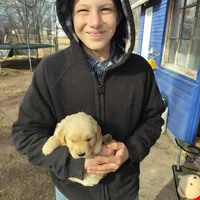 Blitz, a male Golden Retriever and English Cream Golden Retriever for sale in Grand Island, NE – Photo 4 of 9