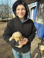 Blitz, a male Golden Retriever for sale in Beaver City, NE – Photo 4 of 9