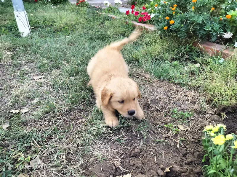 Captain  – Golden Retriever puppy for sale in Grand Island, NE