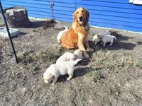 Beulah, a female Golden Retriever for sale in Grand Island, NE – Photo 3 of 8