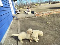 Beulah, a female Golden Retriever for sale in Grand Island, NE – Photo 4 of 8