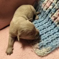 Beulah, a female Golden Retriever and English Cream Golden Retriever for sale in Grand Island, NE – Photo 2 of 8