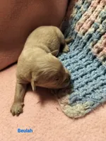 Beulah, a female Golden Retriever for sale in Grand Island, NE – Photo 2 of 8