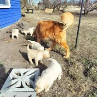Banjo, a male Golden Retriever and English Cream Golden Retriever for sale in Grand Island, NE – Photo 7 of 9