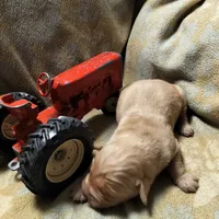 Banjo, a male Golden Retriever and English Cream Golden Retriever for sale in Grand Island, NE – Photo 2 of 9