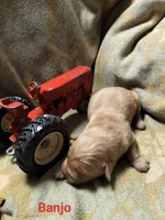 Banjo, a male Golden Retriever for sale in Beaver City, NE – Photo 2 of 9