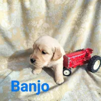 Banjo, a male Golden Retriever and English Cream Golden Retriever for sale in Grand Island, NE – Photo 1 of 9