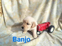 Banjo, a male Golden Retriever for sale in Beaver City, NE – Photo 1 of 9