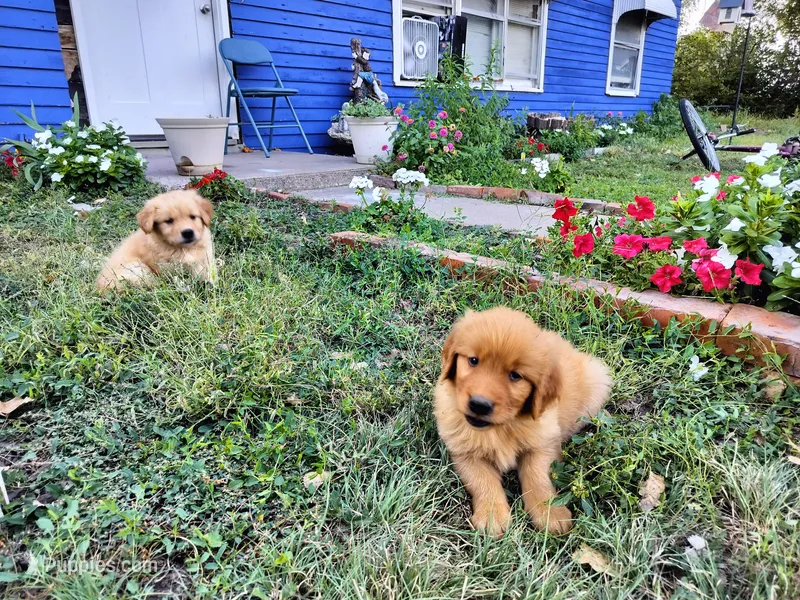 Chief – Golden Retriever puppy for sale in Grand Island, NE