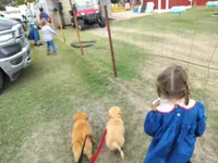 Captain , a male Golden Retriever for sale in Beaver City, NE – 4 of 9