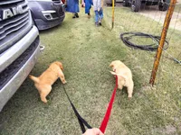 Captain , a male Golden Retriever for sale in Beaver City, NE – 9 of 9