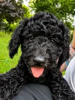 Princess Barbie, a female Goldendoodle for sale in Langhorne, PA – 9 of 10