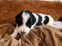Little Betsy, a female Goldendoodle for sale in Langhorne, PA – 2 of 7