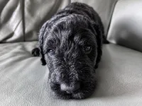 Cherry Rascal, a male Goldendoodle for sale in Langhorne, PA – 6 of 10