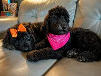 Princess Barbie, a female Goldendoodle for sale in Langhorne, PA – 4 of 10