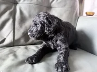 Cherry Rascal, a male Goldendoodle for sale in Langhorne, PA – 9 of 10