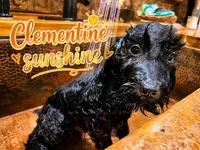 Clementine sunshine, a female Goldendoodle for sale in Langhorne, PA – 4 of 10