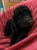 Princess Barbie, a female Goldendoodle for sale in Langhorne, PA – 8 of 10