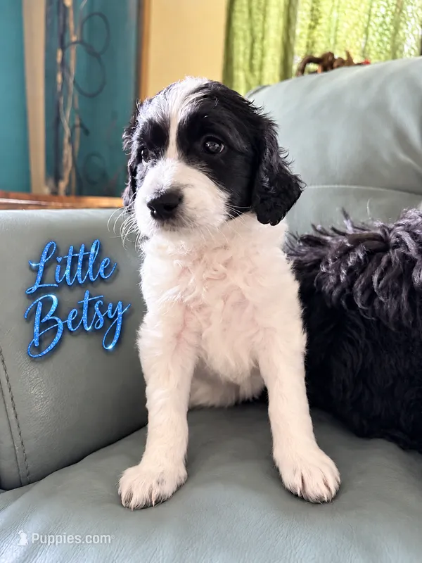Little Betsy – Goldendoodle puppy for sale in Langhorne, PA
