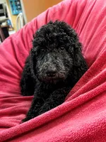 Princess Barbie, a female Goldendoodle for sale in Langhorne, PA – 5 of 10