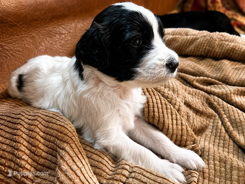 Little Betsy – Goldendoodle puppy for sale in Langhorne, PA
