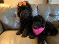 Clementine sunshine, a female Goldendoodle for sale in Langhorne, PA – 8 of 10