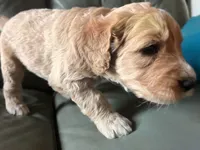 Purple jellybean, a female Goldendoodle for sale in Langhorne, PA – 3 of 10