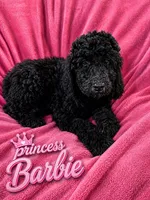 Princess Barbie, a female Goldendoodle for sale in Langhorne, PA – 2 of 10