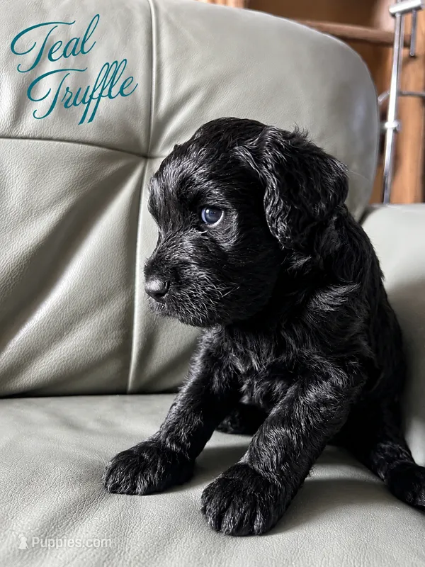 Teal Truffle – Goldendoodle puppy for sale in Langhorne, PA