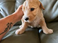 Purple jellybean, a female Goldendoodle for sale in Langhorne, PA – 5 of 10