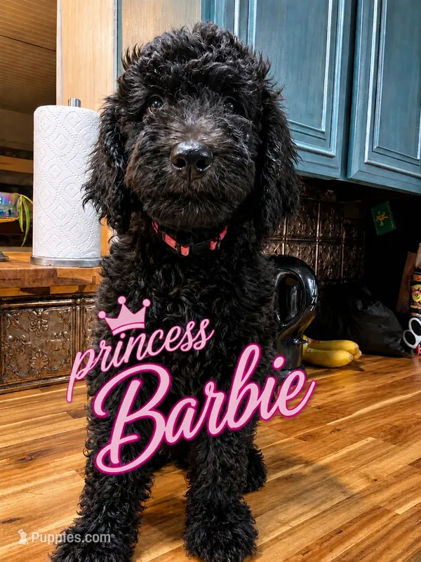 Princess Barbie – Goldendoodle puppy for sale in Langhorne, PA