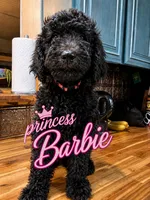 Princess Barbie, a female Goldendoodle for sale in Langhorne, PA – 1 of 10