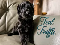 Teal Truffle, a female Goldendoodle for sale in Langhorne, PA – 10 of 10