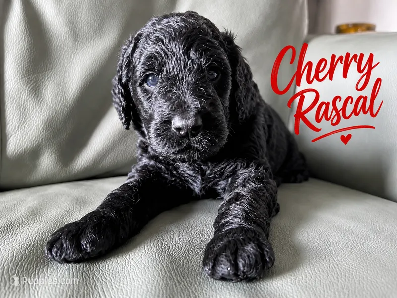 Cherry Rascal – Goldendoodle puppy for sale in Langhorne, PA