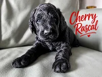 Cherry Rascal, a male Goldendoodle for sale in Langhorne, PA – 1 of 10