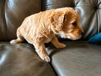 Purple jellybean, a female Goldendoodle for sale in Langhorne, PA – 6 of 10