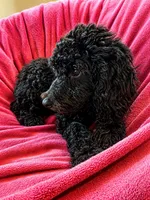 Princess Barbie, a female Goldendoodle for sale in Langhorne, PA – 6 of 10