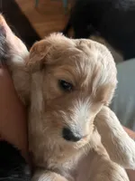 Purple jellybean, a female Goldendoodle for sale in Langhorne, PA – 7 of 10