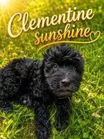 Clementine sunshine, a female Goldendoodle for sale in Langhorne, PA – 7 of 10